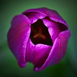 Purple Tulip Top_53404